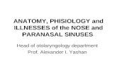 ANATOMY, PHISIOLOGY and ILLNESSES of the NOSE and PARANASAL SINUSES Head of otolaryngology department Prof. Alexander I. Yashan.