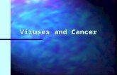 Viruses and Cancer. Cancers of viral aetiology n Hepatocellular carcinoma (HBV and HCV) n Burkitt’s lymphoma (EBV) n nasopharyngeal carcinoma (EBV) n.