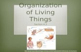 Organization of Living Things Section 4.3 .