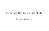 Reading the blueprint of life DNA sequencing. Introduction The blueprint of life is contained in the DNA in the nuclei of eukaryotic cells and simply.