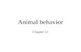 Animal behavior Chapter 51. keywords Fixed action pattern, Sign stimulus proximate and ultimate causes of behavior imprinting sociobiology sexual selection.