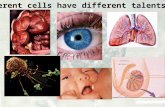 Different cells have different talents. But - all came from one.