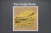 The Golgi Body. Discovery Named after Camillo Golgi He was an Italian biologist who discovered the organelle with a light microscope in 1897.