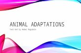 ANIMAL ADAPTATIONS Text-Set by Amber Ragsdale. Grade Level : 3 – 5 Subject : Science Rationale : Animal adaptations occur for many reasons. There are.