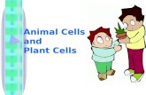 Animal Cells and Plant Cells. Animal cells ANIMAL CELL Nucleus Cytoplasm Cell Membrane.