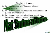 1 Objectives: 1.To recognize different plant structures 2.To understand different functions of plant structures 3.To learn the terminology used to identify.