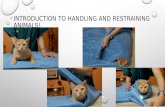 INTRODUCTION TO HANDLING AND RESTRAINING ANIMALS!.