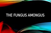 THE FUNGUS AMONGUS. FUNGI Eukaryotes – uni or multicellular Most are composed of filamentous (tube-like strands called hypha (singular) or hyphae (plural)