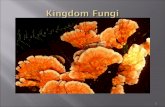 1.  Mushrooms, toadstools, mildews, yeasts and moulds are all members of this kingdom.  Some unicellular fungi, but most are multicellular.  Look similar.