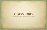 Grasslands By Bailey Kroll, Lindsay Allen, and Matthew Rockwell.