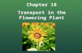 Chapter 18 Transport in the Flowering Plant 1. 2.