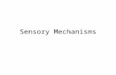 Sensory Mechanisms. Energy Senses--Vision Visual Sense—turns light energy into a neural message (transduction) –Light is reflected off objects and gathered.
