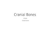Cranial Bones 6 kinds 8 total bones. Ethmoid Frontal.