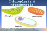 Chloroplasts & Mitochondria *Compare and contrast the functions of chloroplasts and mitochondria T h e c e l l u l a r m a c h i n e r y r e q u i r e.