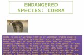 Cobra is any of various species of venomous snakes usually belonging to the family Elapidae, most of which can expand their neck ribs to form a widened.
