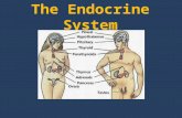 The Endocrine System. A.Overview Second messenger system of the body (first is nervous) Uses chemical messages (hormones) that are released into blood.