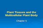 Plant Tissues and the Multicellular Plant Body Chapter 5.