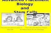 Advanced Placement Biology and Stem Cells Click on the cartoon above for a tutorial on Stem Cells The Nature of Stem Cells and Embryology.
