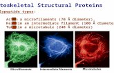 Cytoskeletal Structural Proteins Polypeptide types: Actin a microfilaments (70 Å diameter), Keratin an intermediate filament (100 Å diameter) Tubulin a.
