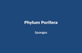 Phylum Porifera Sponges. Porifera Sponges – Living on Earth for at least 540 million years – Most sponges live in the ocean Arctic to the tropics shallow.