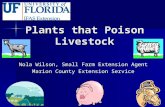Plants that Poison Livestock Nola Wilson, Small Farm Extension Agent Marion County Extension Service.