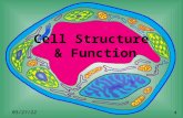 Cell Structure & Function 8/21/2015 4. Definition of Cell A cell is the smallest unit that is capable of performing life functions.