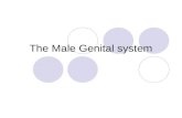 The Male Genital system. Contents Penis Testis Prostate.