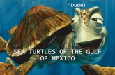 SEA TURTLES OF THE GULF OF MEXICO “Dude!”. 5 Species of the Gulf of Mexico Loggerhead Kemp’s Ridley Green Hawksbill Leatherback.