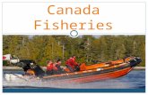 Atlantic Canada Fisheries. Fisheries and Oceans Canada Is the department within the government of Canada that is responsible for developing and enforcing.