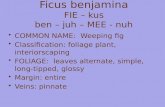 Ficus benjamina FIE – kus ben – juh – MEE - nuh COMMON NAME: Weeping fig Classification: foliage plant, interiorscaping FOLIAGE: leaves alternate, simple,