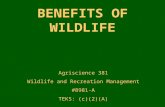 BENEFITS OF WILDLIFE Agriscience 381 Wildlife and Recreation Management #8981-A TEKS: (c)(2)(A)