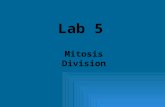 Lab 5 Mitosis Division. What is Mitotic Cell Division? Division of somatic cells (body cells) (non reproductive cells) in eukaryotic organisms A single.