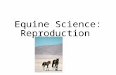 Equine Science: Reproduction. ~When it comes to breeding practices and the reproductive process, the mare’s reproductive control mechanisms are quite.