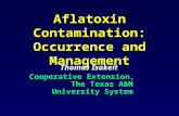 Aflatoxin Contamination: Occurrence and Management Thomas Isakeit Cooperative Extension, The Texas A&M University System.