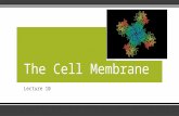 Lecture 10 The Cell MembraneThe Cell Membrane. Outline ▪Review of Cell Components ▪Membrane Composition –Lipids –Proteins ▪Selective Permeability –Transport.
