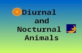 Diurnal and Nocturnal Animals. Diurnal Animals Diurnal is a tricky word! Let’s all say that word together. Diurnal [dahy-ur-nl] A diurnal animal is an.