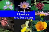 Kingdom Plantae: Angiosperms. Flowering plants 2 Classes: Monocots and dicots Flower part # already discussed. Other differences: 1) Cotyledons or seed.