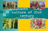 Amaranth – crop culture of 21st century Author: Dr.Prof. Magomedov I.M. St.Petersburg, Russia.