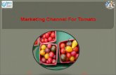 Marketing Channel For Tomato NextEnd. PreviousNextEnd Introduction The tomato (Solanum lycopersicum) is the second most important and popular vegetable.