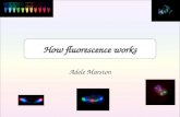 How fluorescence works Adele Marston. Topics covered X The nature of light and colour X Colour detection in the human eye X The physical basis of fluorescence.