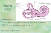 Two Halves: §Vestibular--transduces motion and pull of gravity §Cochlear--transduces sound energy (Both use Hair Cells) INNER EAR.