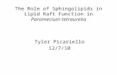 The Role of Sphingolipids in Lipid Raft Function in Paramecium tetraurelia Tyler Picariello 12/7/10.