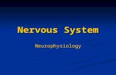 Nervous System Neurophysiology. Neurons are highly irritable Neurons are highly irritable Action potentials, or nerve impulses, are: Action potentials,