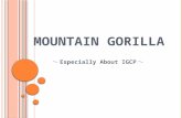 M OUNTAIN GORILLA ～ Especially About IGCP ～. I NTRODUCTION About gorilla there are three kinds of gorilla ・ the East Lowland gorilla→there are 3,000 ～