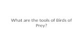 What are the tools of Birds of Prey?. Talons Sharp beak.