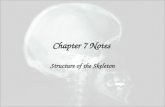 Chapter 7 Notes Structure of the Skeleton. Skeletal tissue forms bones. Bones are organized or grouped to form major subdivisions. Coordination of bones.