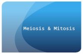 Meiosis & Mitosis. How many daughter cells are formed in meiosis? A.1 B.2 C.4 D.8.