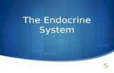 The Endocrine System. The Endocrine System: Overview  Consists of glands and tissues that secrete hormones  Works together with nervous system to.
