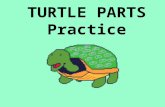 TURTLE PARTS Practice. The small segments on a turtle’s shell are called ______________ scutes This part of the shell that covers the Dorsal surface is.