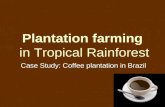 Plantation farming in Tropical Rainforest Case Study: Coffee plantation in Brazil.